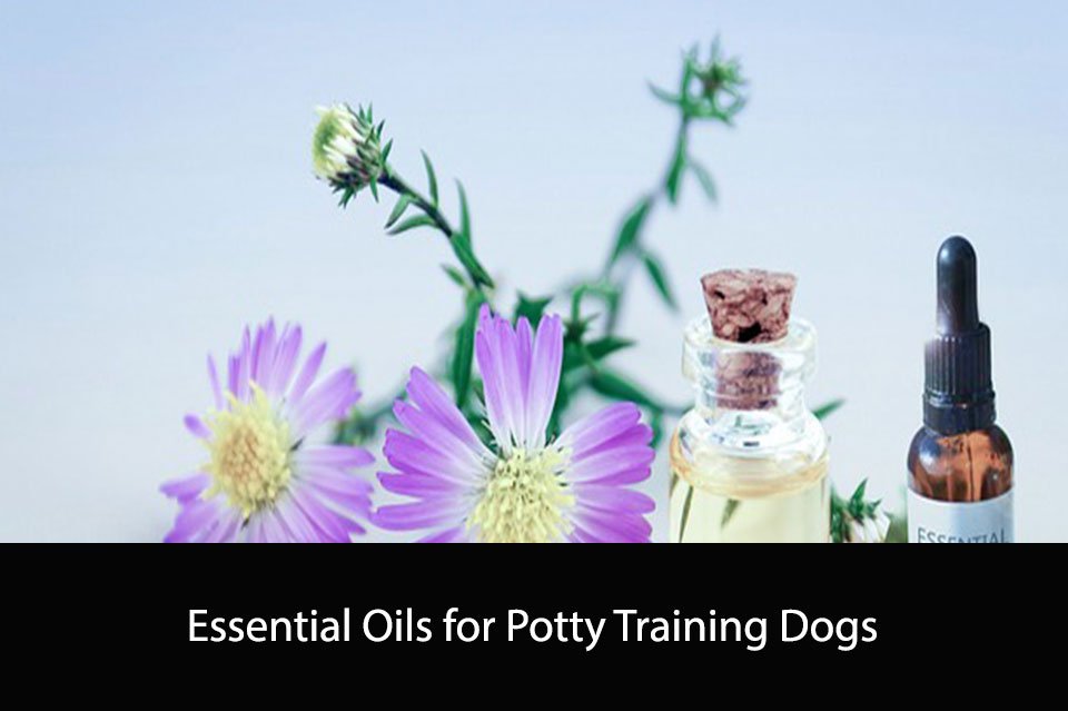 Essential Oils for Potty Training Dogs