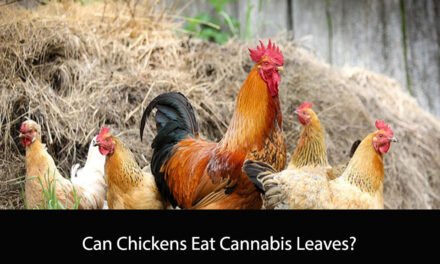 Can Chickens Eat Cannabis Leaves?