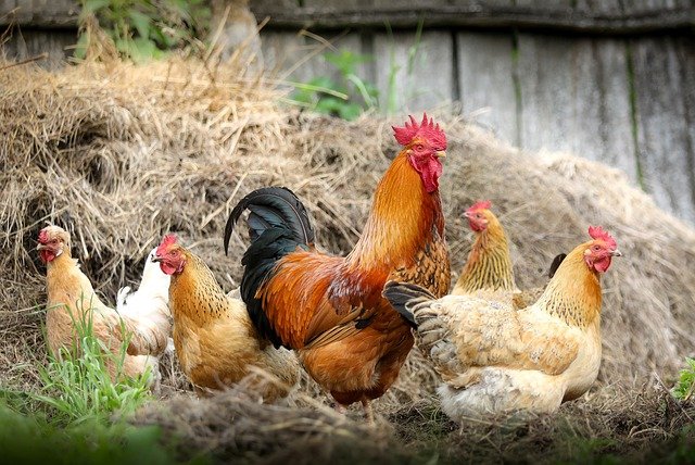 Can Chickens Eat Cannabis Leaves