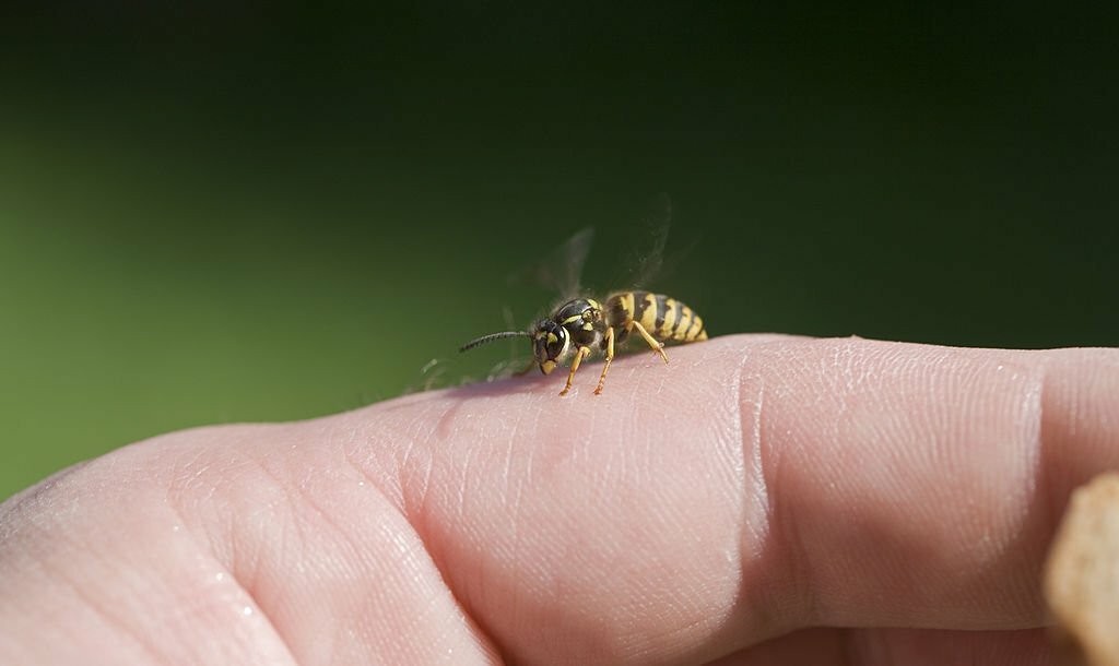 Essential Oils for Wasp Stings